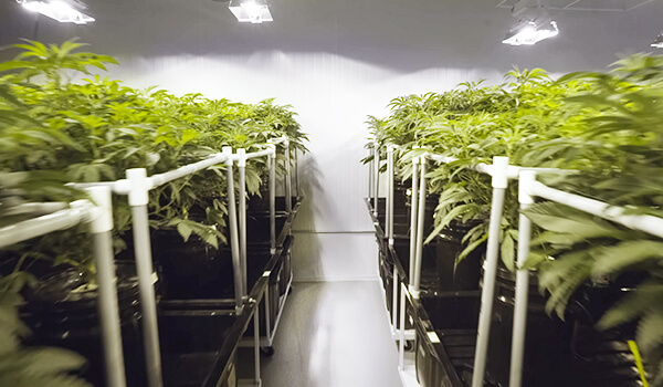 cannabis grow facility epoxy floor and wall